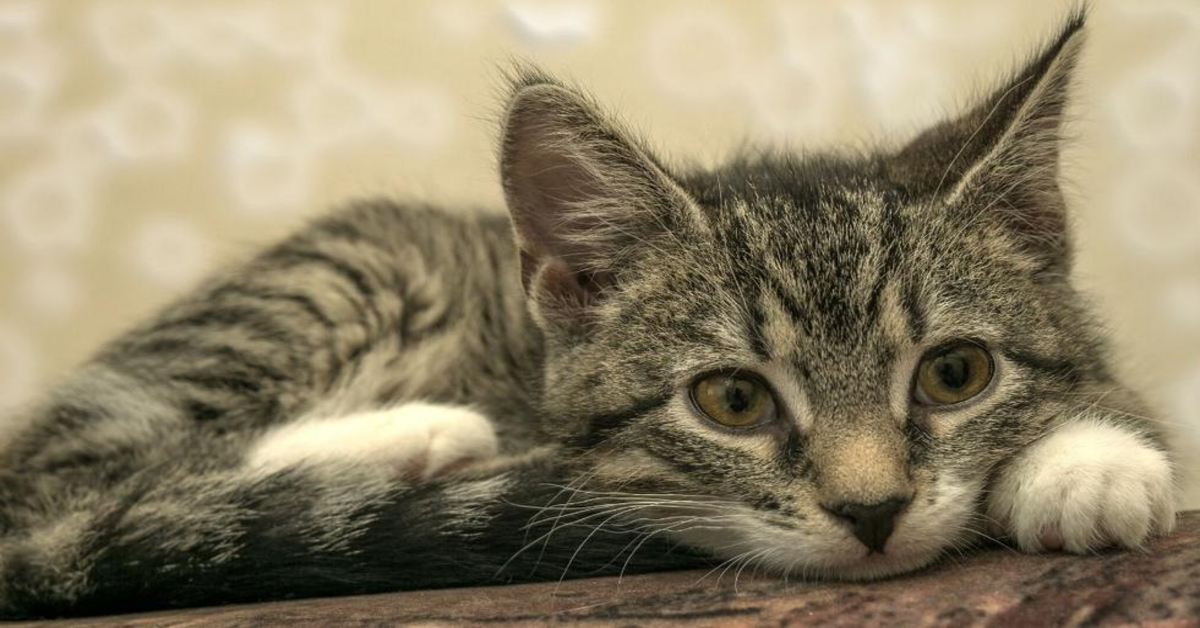 Un simpatico gattino si rilassa con uno strano massaggio durante le pulizie di casa (VIDEO)