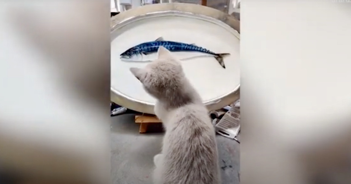 gattino lecca pesce dipinto 
