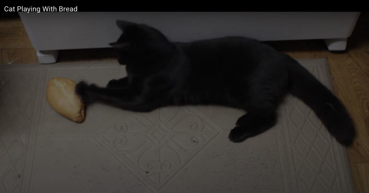 gatto nero sdraiato con pane