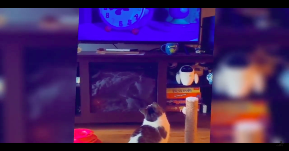 Il gattino affascinato dal cartone animato delle Pixar fa impazzire tutto il web (VIDEO)