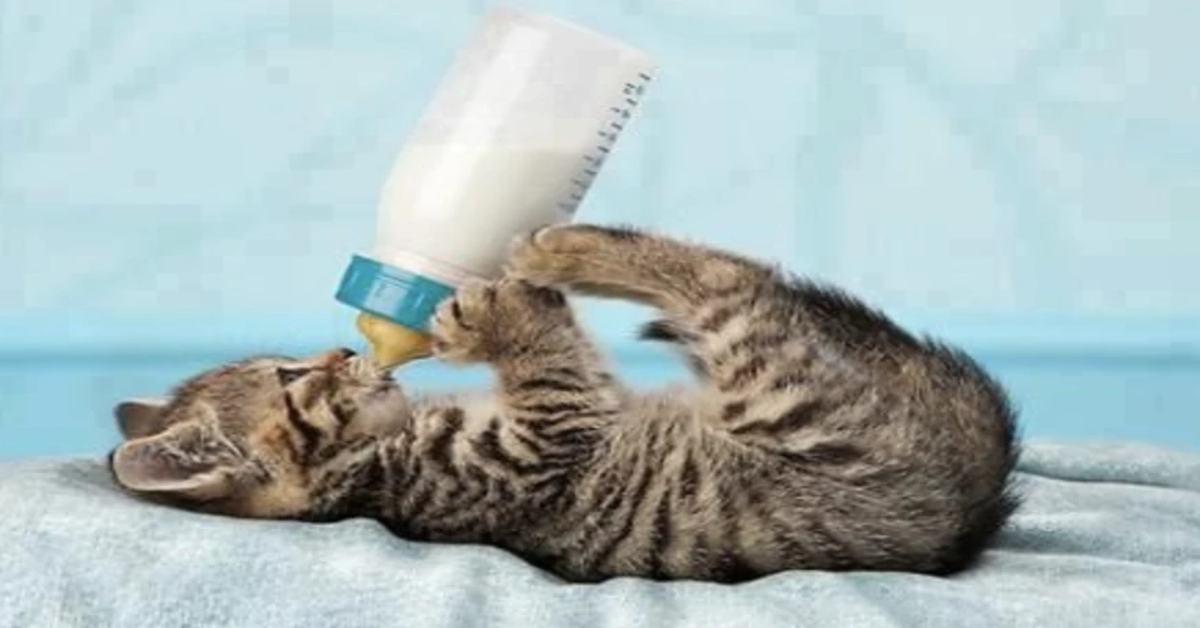 Un gattino che beve il latte in maniera tenerissima incanta la rete (VIDEO)