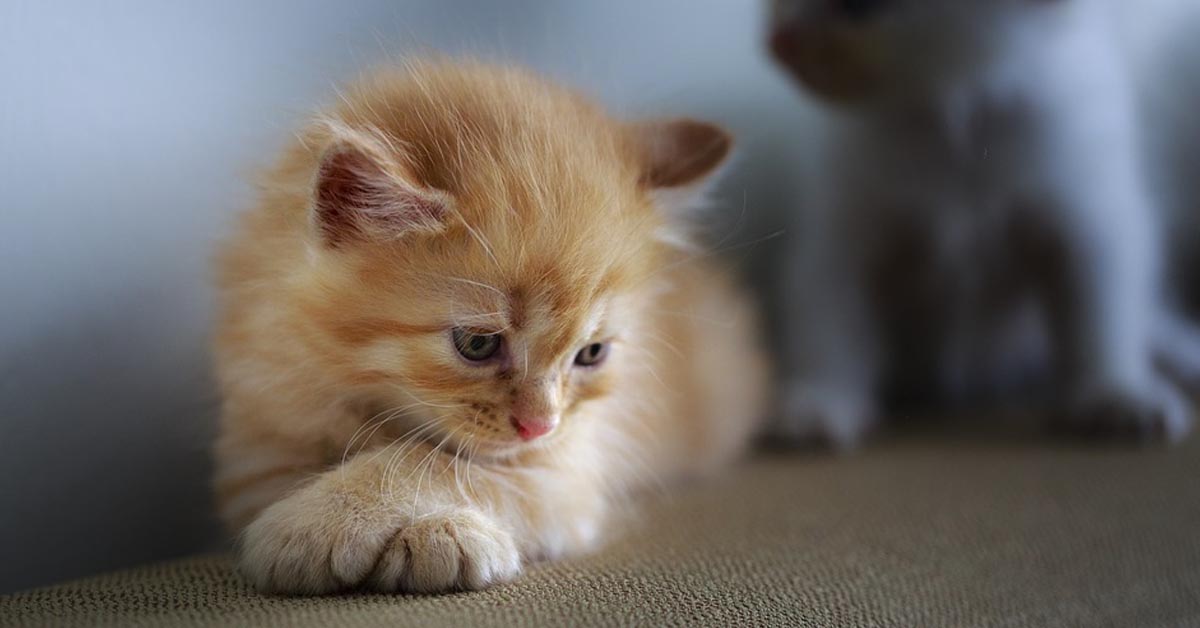 Se il gatto fa queste cose non devi preoccuparti ma reagire: ecco perché e cosa fare