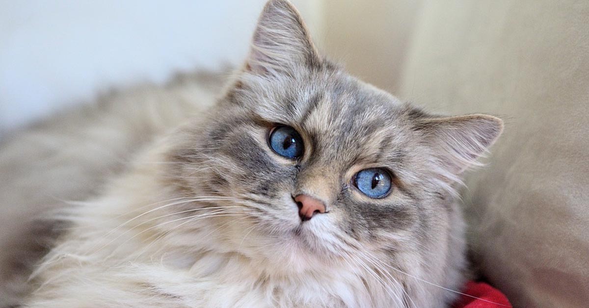 Svelati i trucchi per non fare perdere troppo pelo al gatto, anche durante la muta