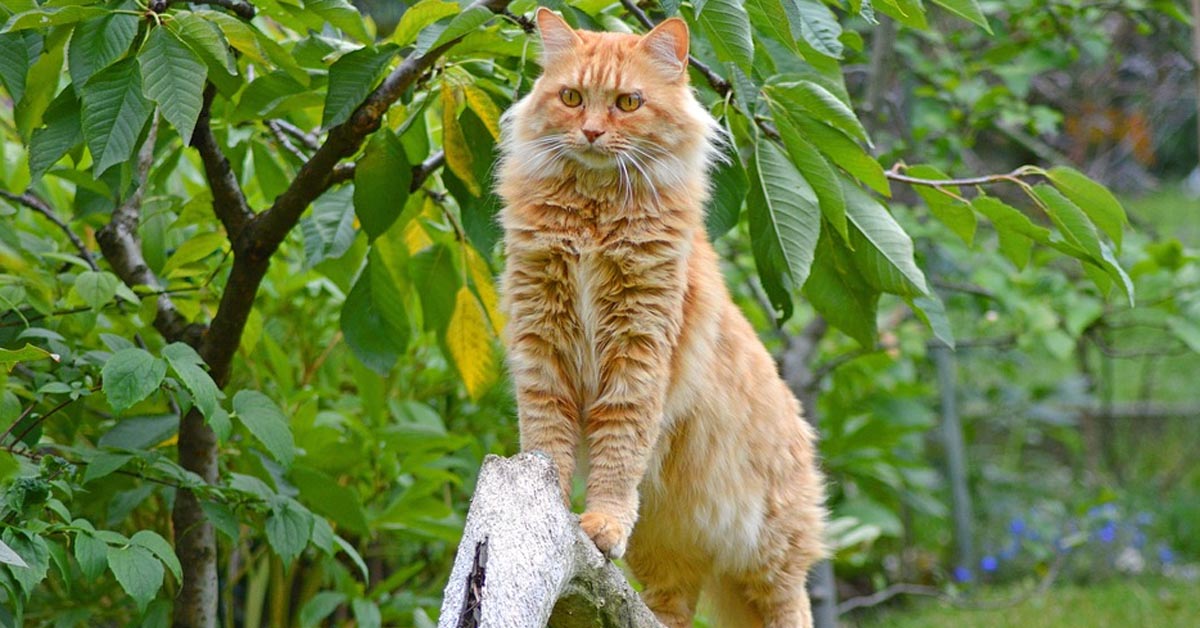 Gatto che osserva