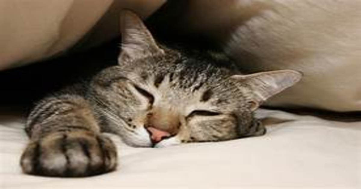 Svelato il motivo per cui i gatti si svegliano sempre presto e poi passano il giorno a dormire