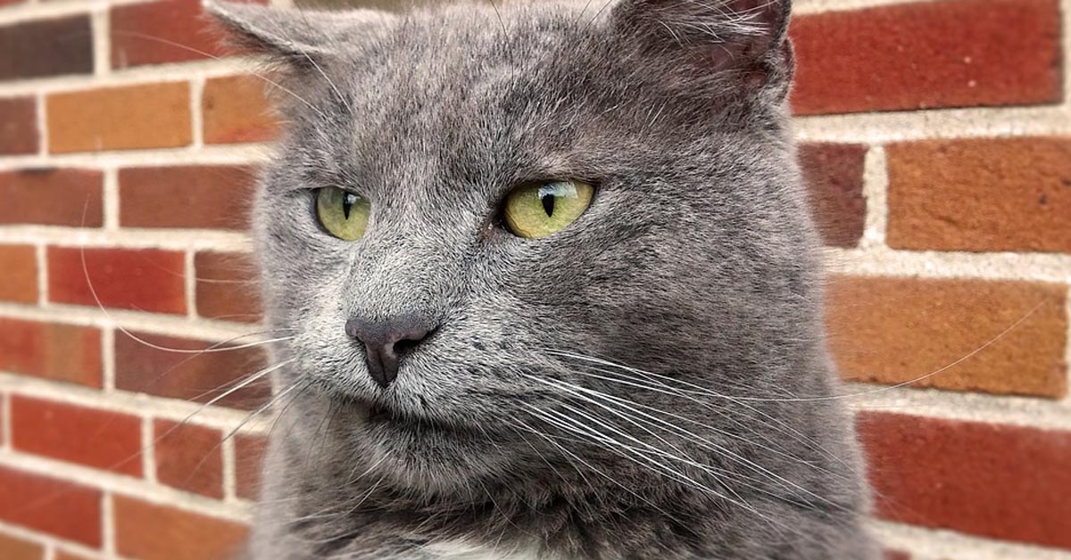 Svelato il motivo per cui il tuo gatto ti fa le scenate: lo ha dimostrato la scienza