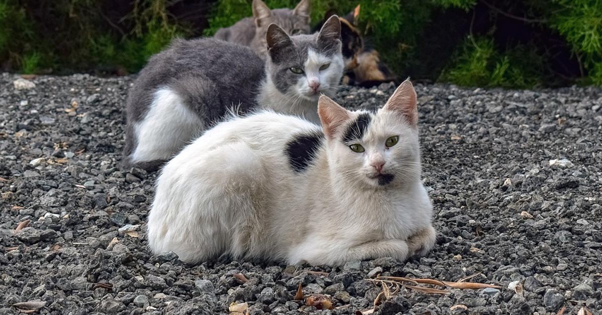 Gatti che osservano