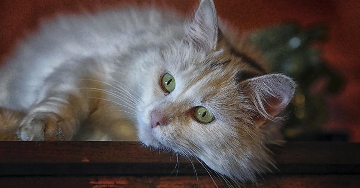 Svelato il motivo per cui non dovresti mai tosare in modo drastico il tuo gatto