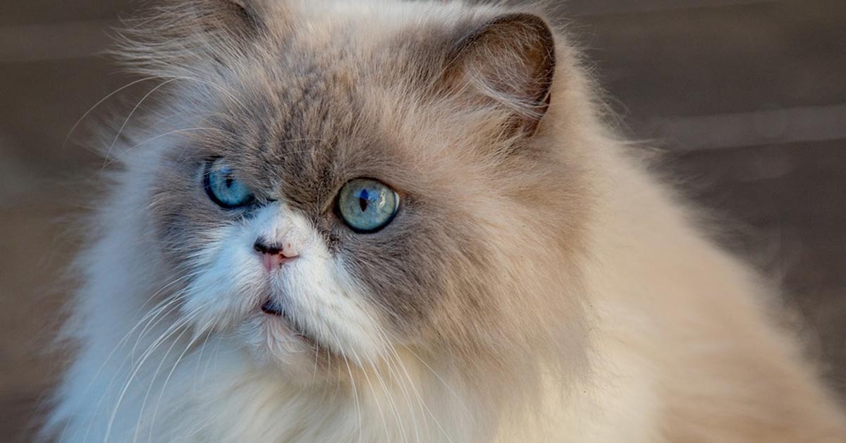 Gatto che osserva