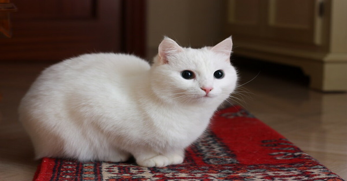 Svelato il motivo per cui quasi tutti i gatti bianchi hanno questo difetto, ed è sorprendente