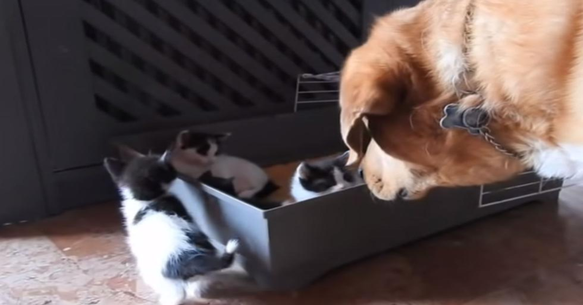 Quattro adorabili gattini sono stati adottati da un cucciolo di cane di nome Aragon (VIDEO)
