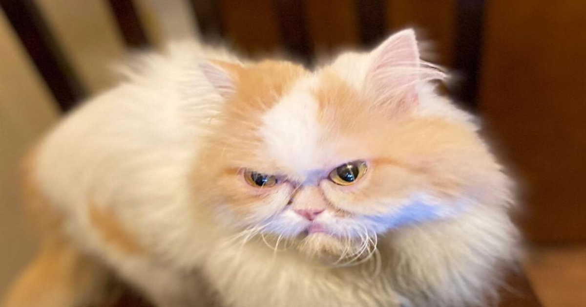 Conosciamo Louis, il gattino persiano successore del famoso Grumpy Cat (VIDEO)