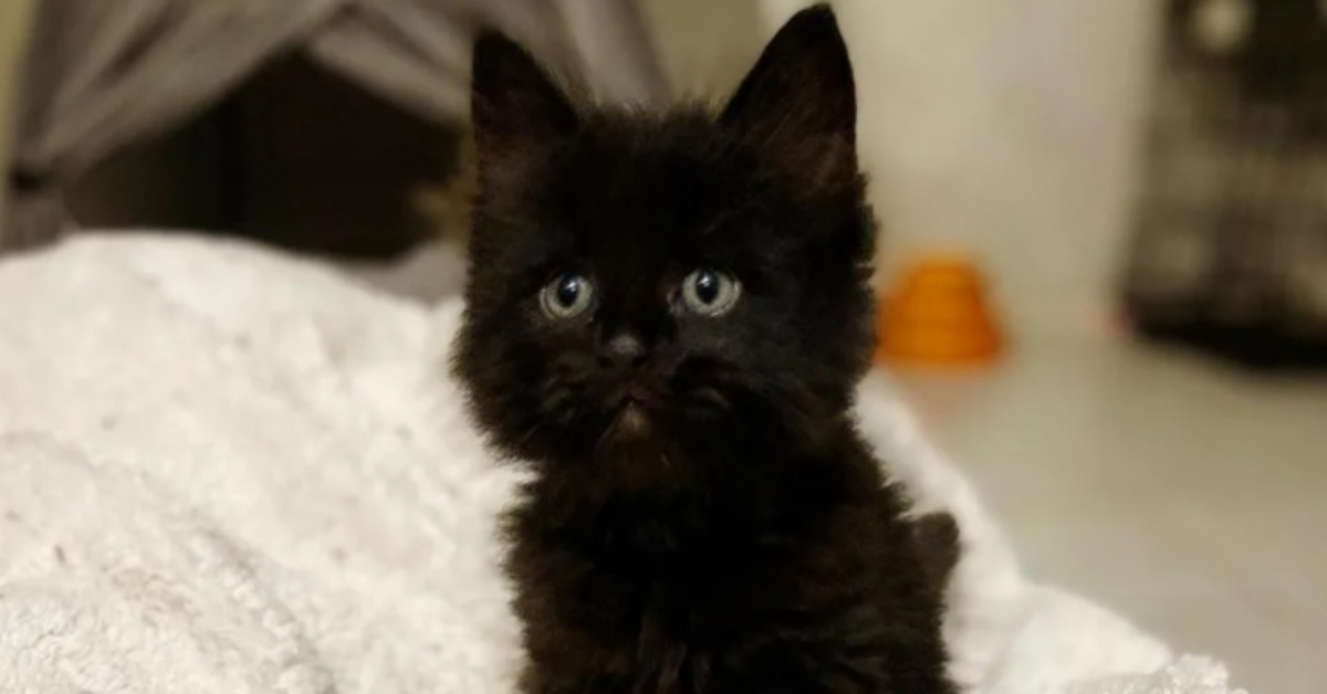 Tiny Tim, il gattino randagio, ora felice della sua nuova vita (VIDEO)