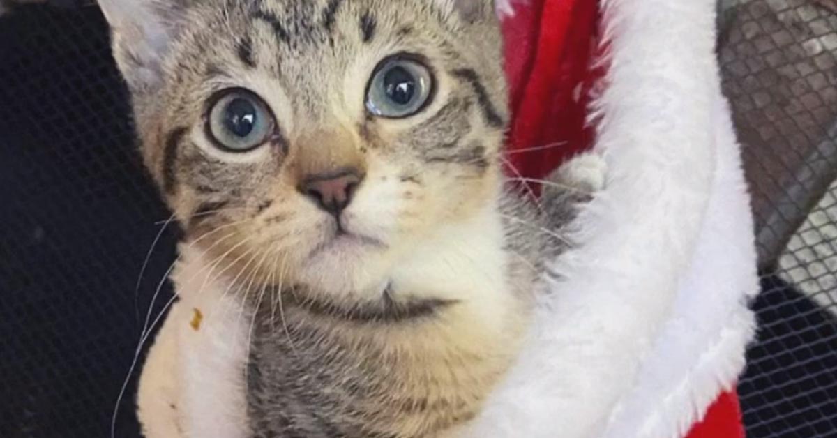 Toad, il gattino “canguro” che dopo le sofferenze cerca la felicità (video)