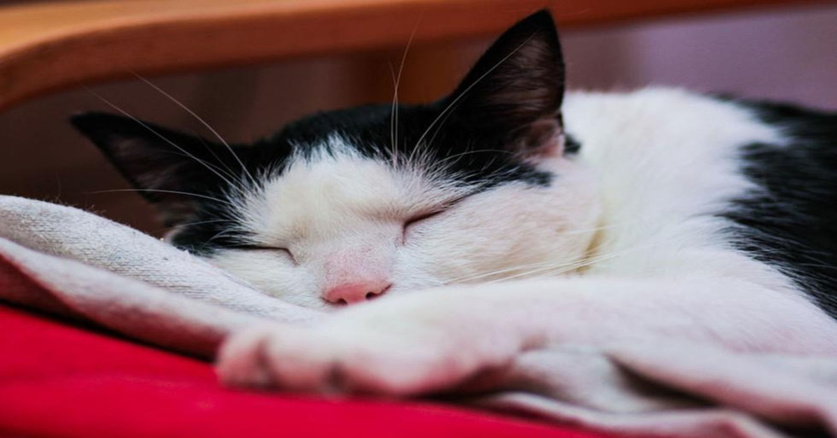 Il tenerissimo gattino che dorme abbracciato al suo pesce di peluche (VIDEO)