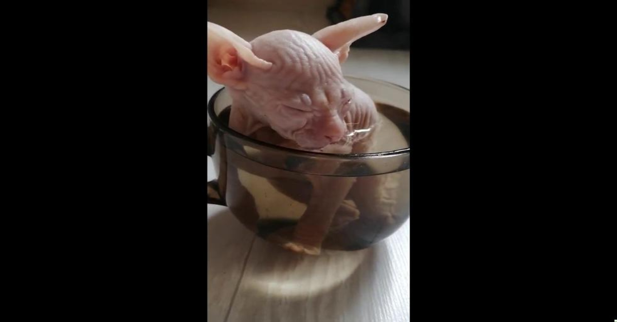 gatto sphinx dentro una tazza