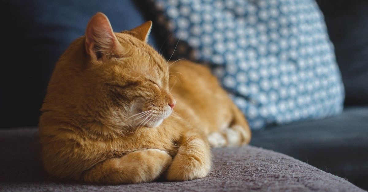 Accogliere un gatto adulto in casa: tutto ciò che bisogna fare, passo per passo