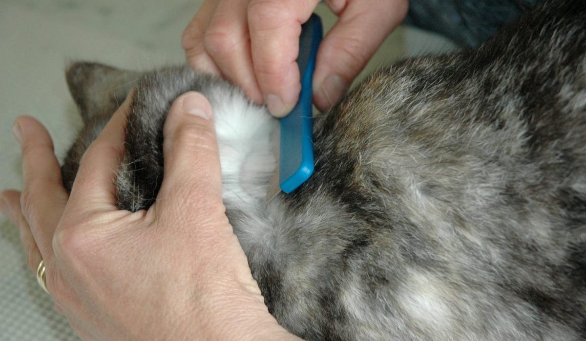 controllare se il gatto ha le pulci