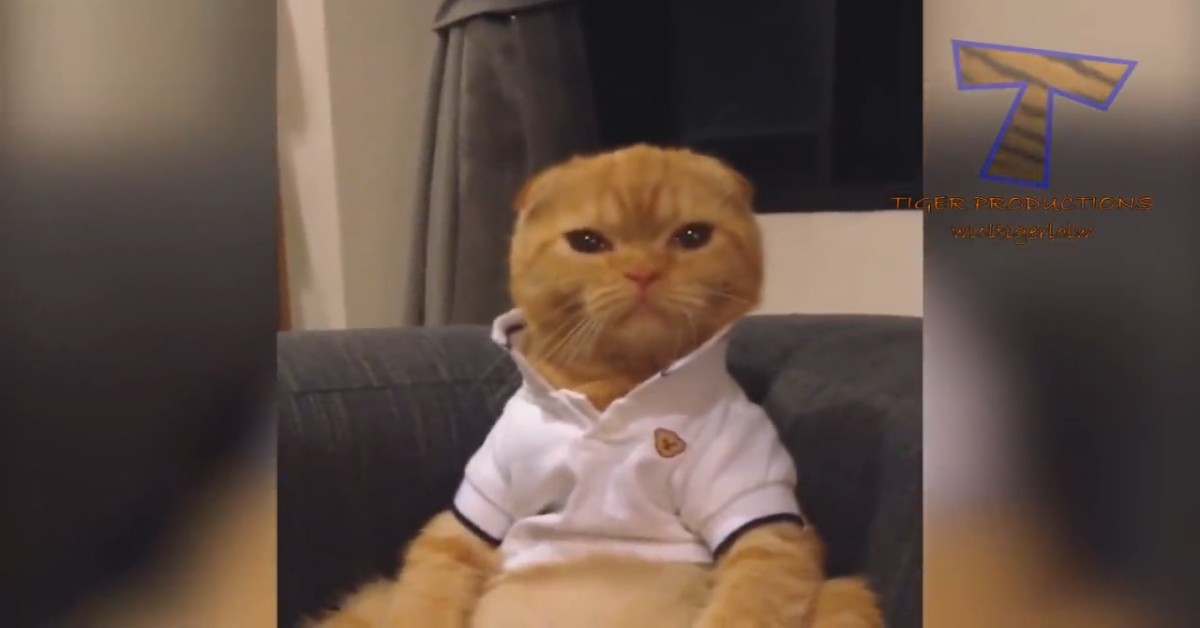 Svelate tutte le cose che i padroni dei gatti fanno, anche se non vogliono ammetterlo