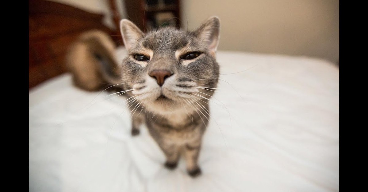 Ecco come capire a chi va il gatto se ti separi o divorzi