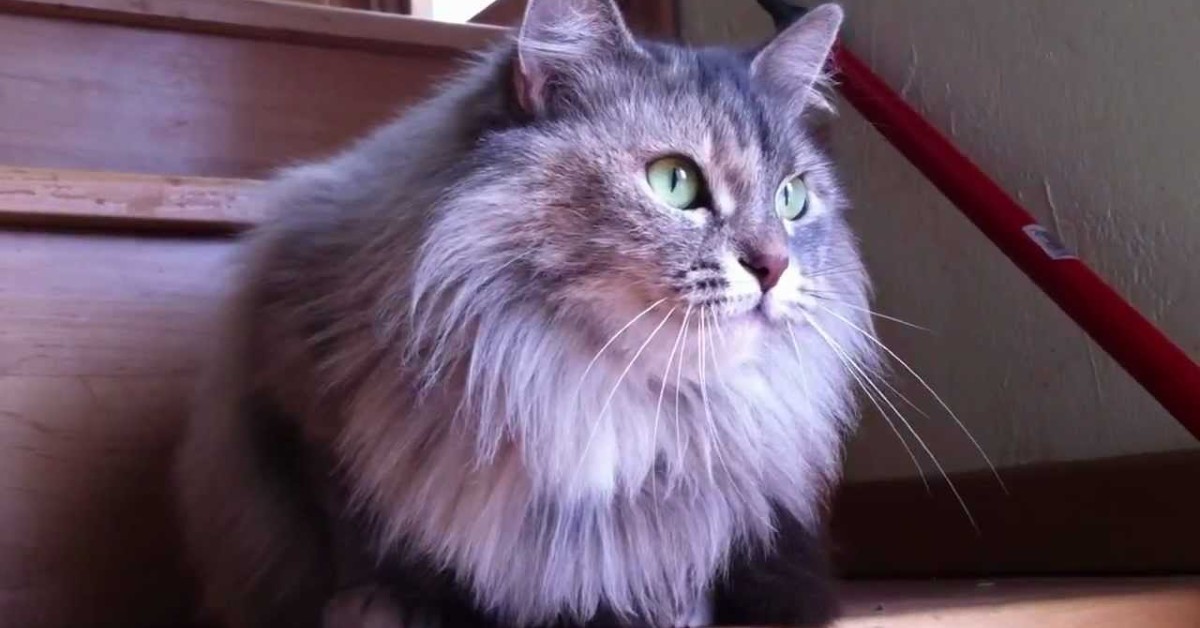 Attenzione a questo modo di miagolare del gatto, potrebbe dirci che ha un problema di salute