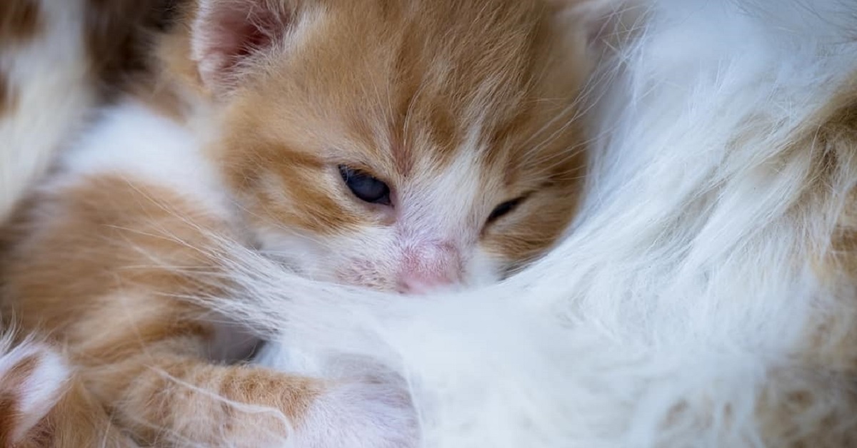 cucciolo di gatto appena nato