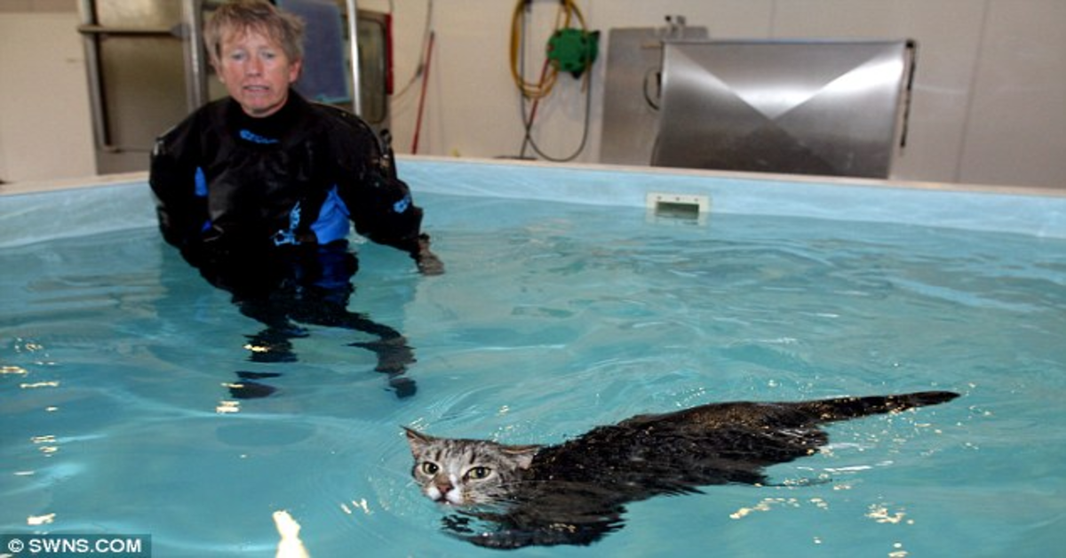 Mog nuota in piscina