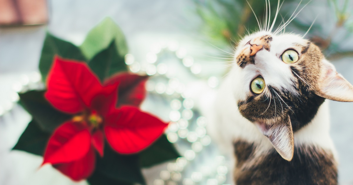 Attenzione a questa splendida pianta natalizia, potrebbe essere letale per il tuo gatto