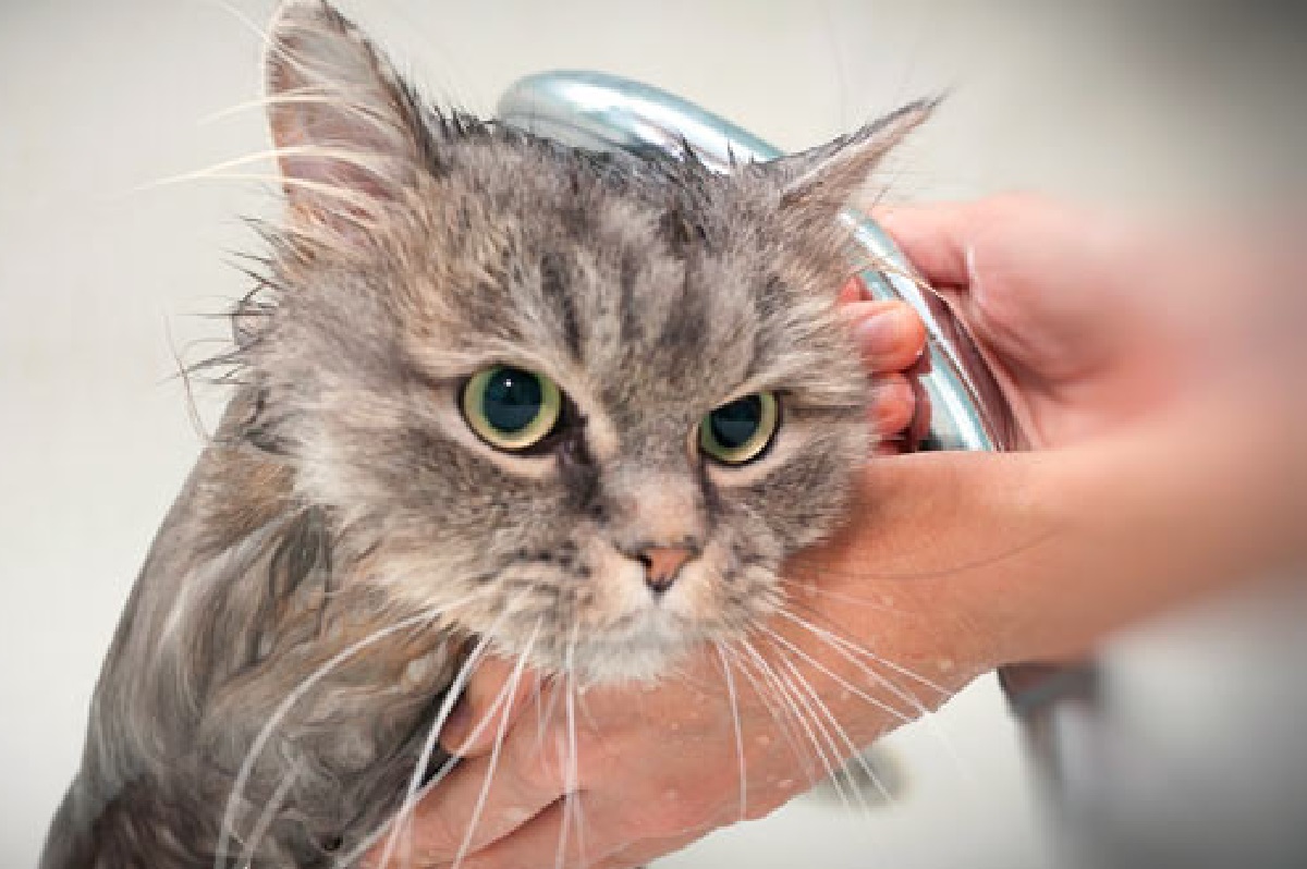 gattino odia acqua con tutto corpo