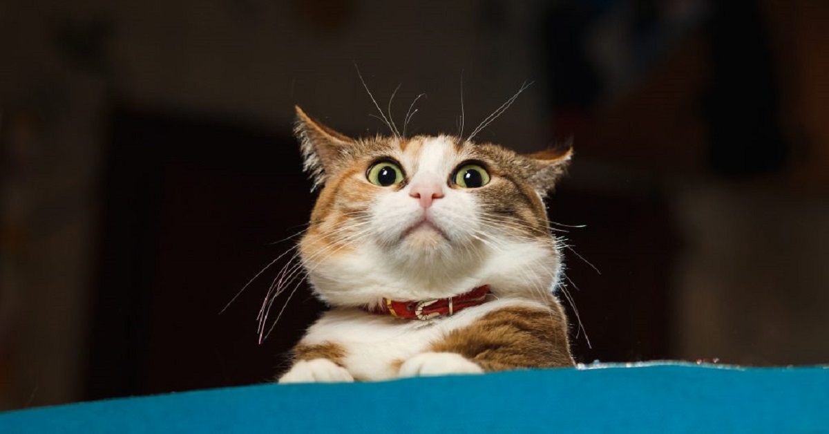 Attenzione a questi gesti e situazioni, fanno letteralmente diventare pazzo il tuo gatto