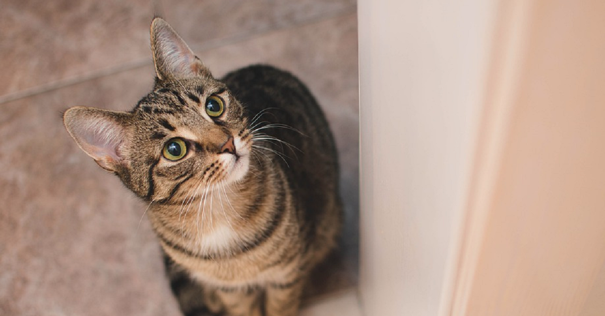 Attenzione a questo oggetto, dovete buttarlo subito se avete un gatto in casa