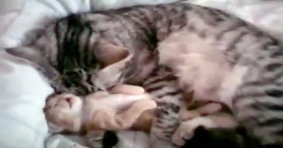 Mamma gatto abbraccia il suo gattino addormentato