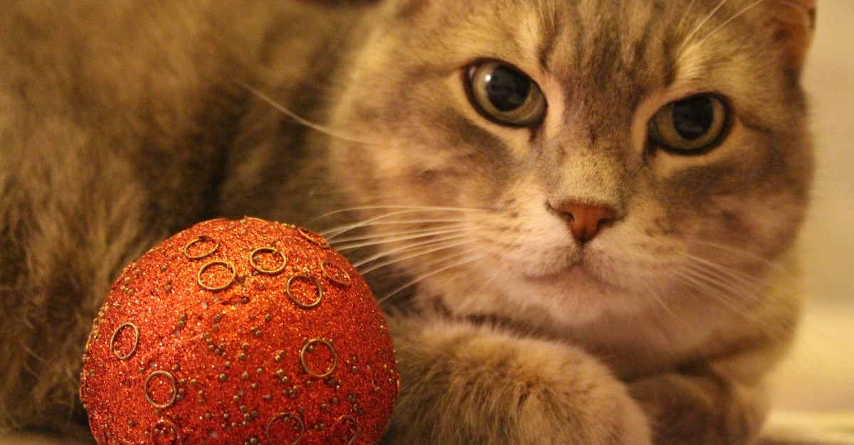 gattini giocano con palle di Natale