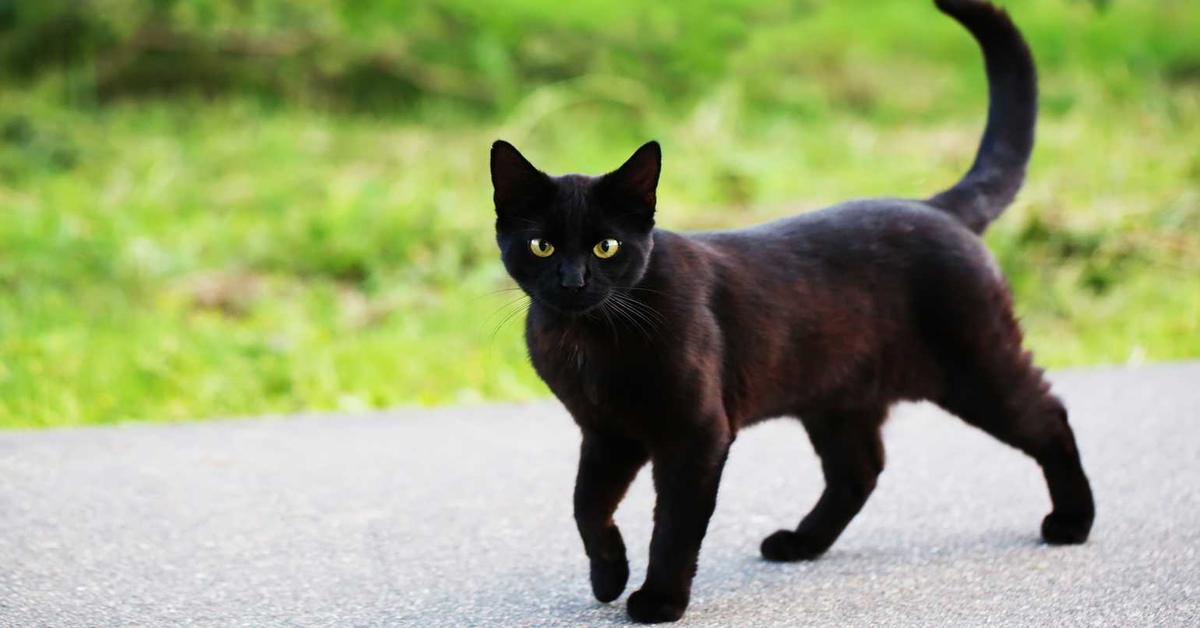 gatto nero cammina per strada