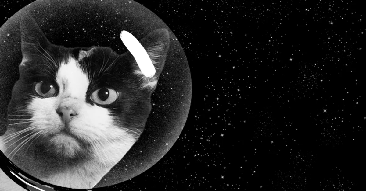 Felicette, la prima gattina inviata nello spazio (VIDEO)