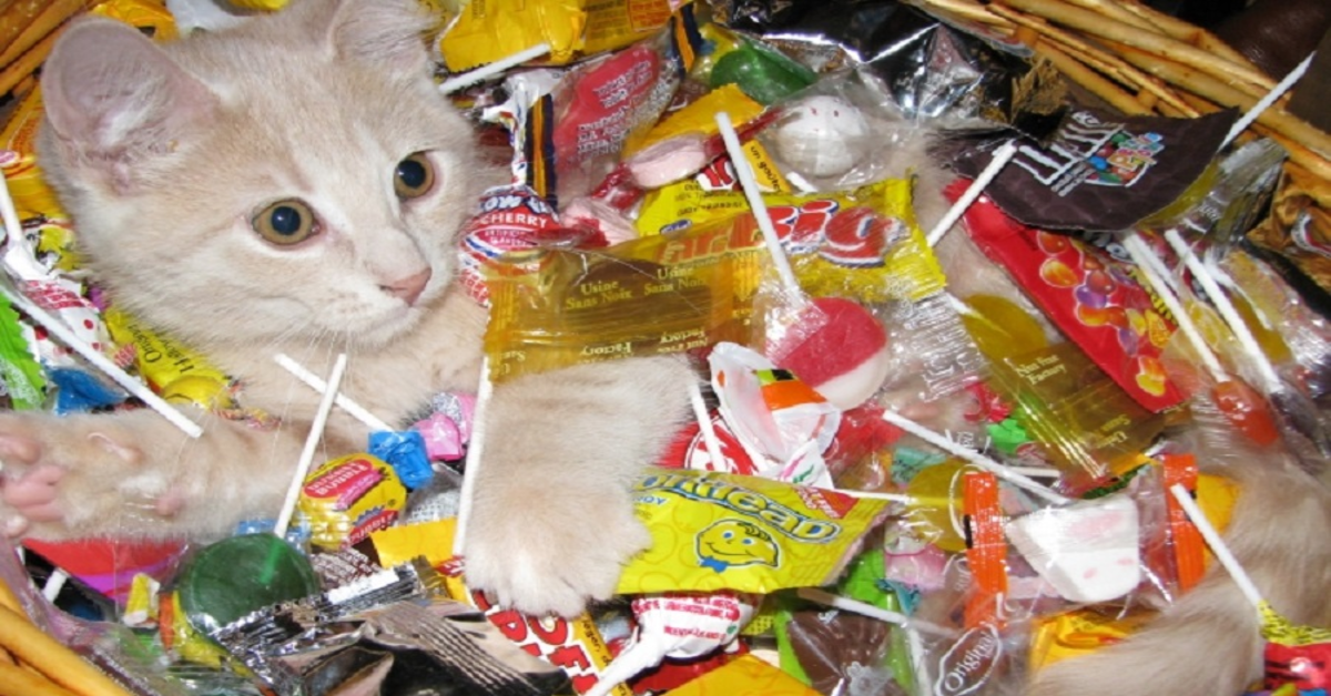Zico,il simpatico gattino che ha sorpreso i suoi padroni regalandogli dei dolci (VIDEO)