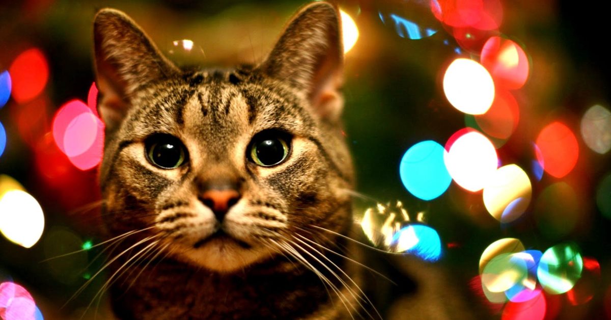 Cena di Natale per il gatto: ricette facili e gustose per le feste