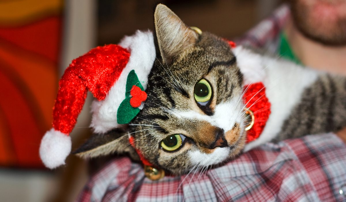 gatto con il cappellino di natale