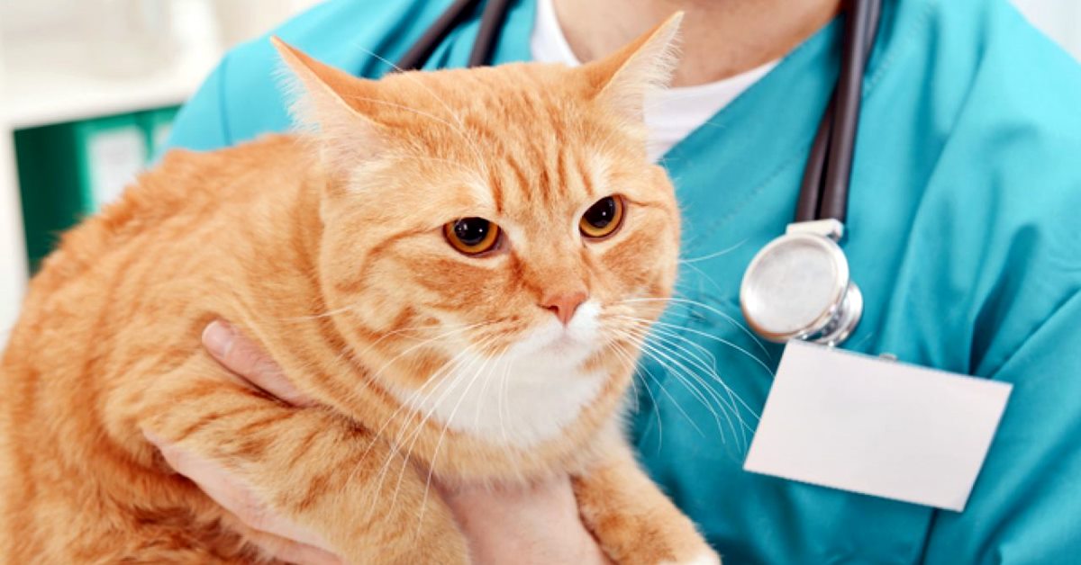 veterinario tiene in braccio un gatto arancione