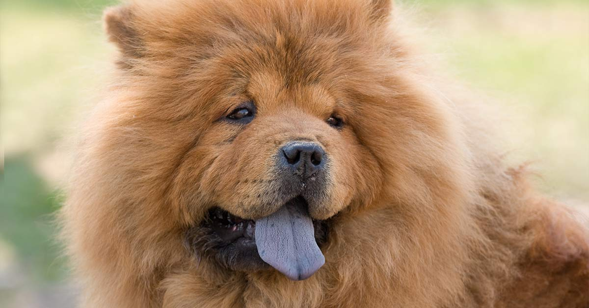 Chow Chow primo piano