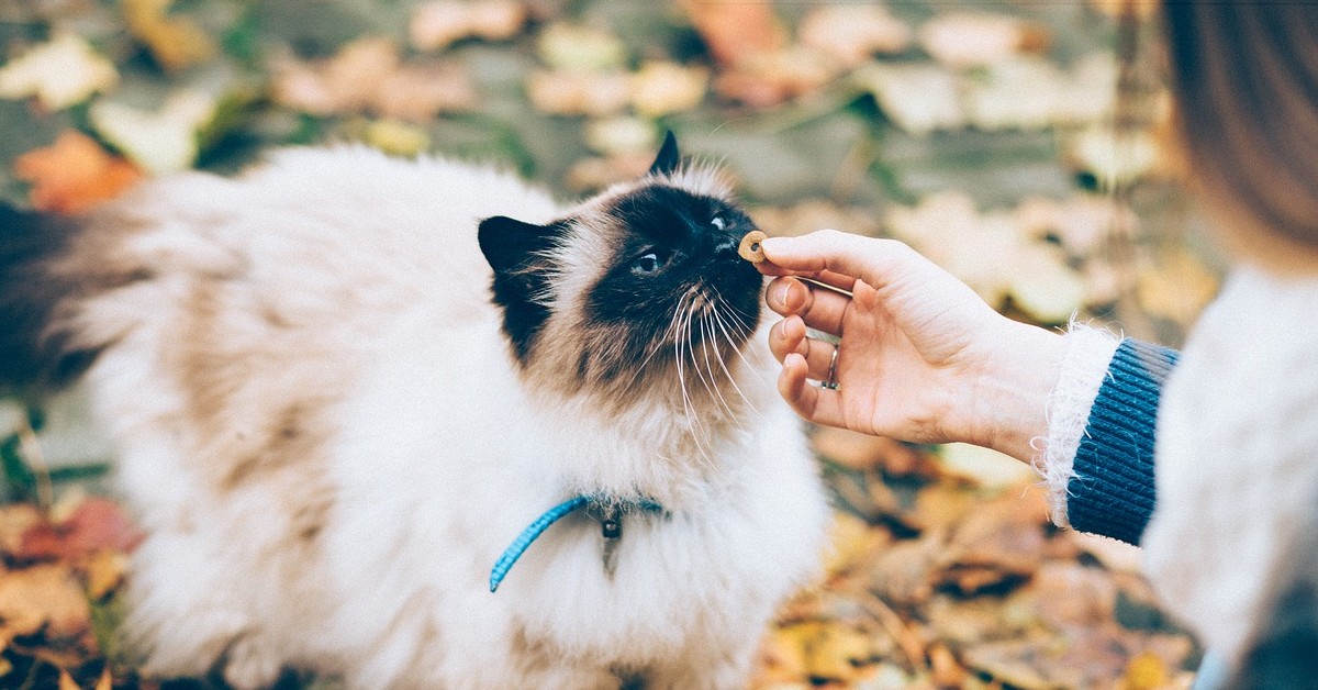 Svelato il motivo per cui nessun gatto riesce a fare questa cosa, gli è proprio impossibile