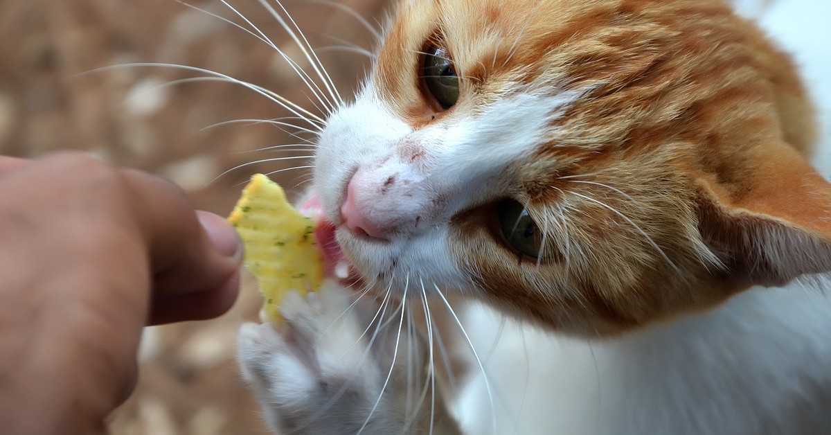 gatti non sentono il sapore dolce