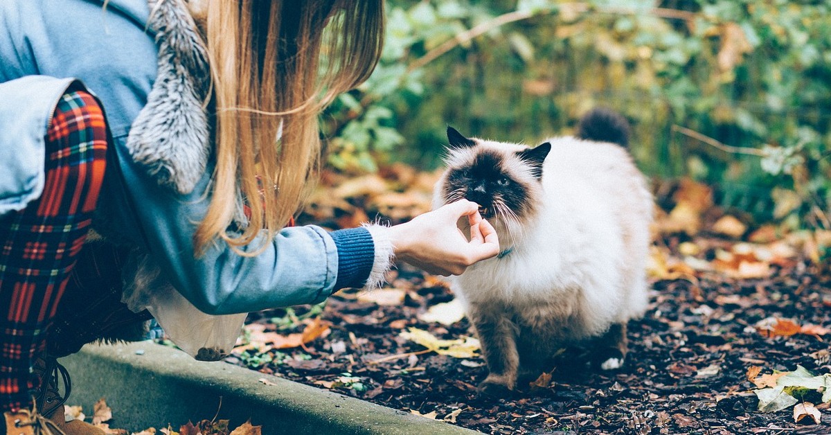 Attenzione quando sfami i gatti randagi, rischi di avere dei problemi con i vicini