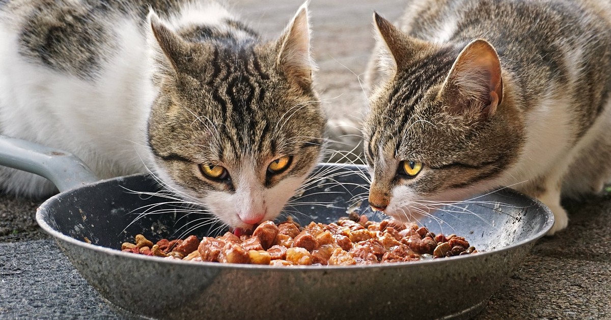 cibo dai gatti randagi