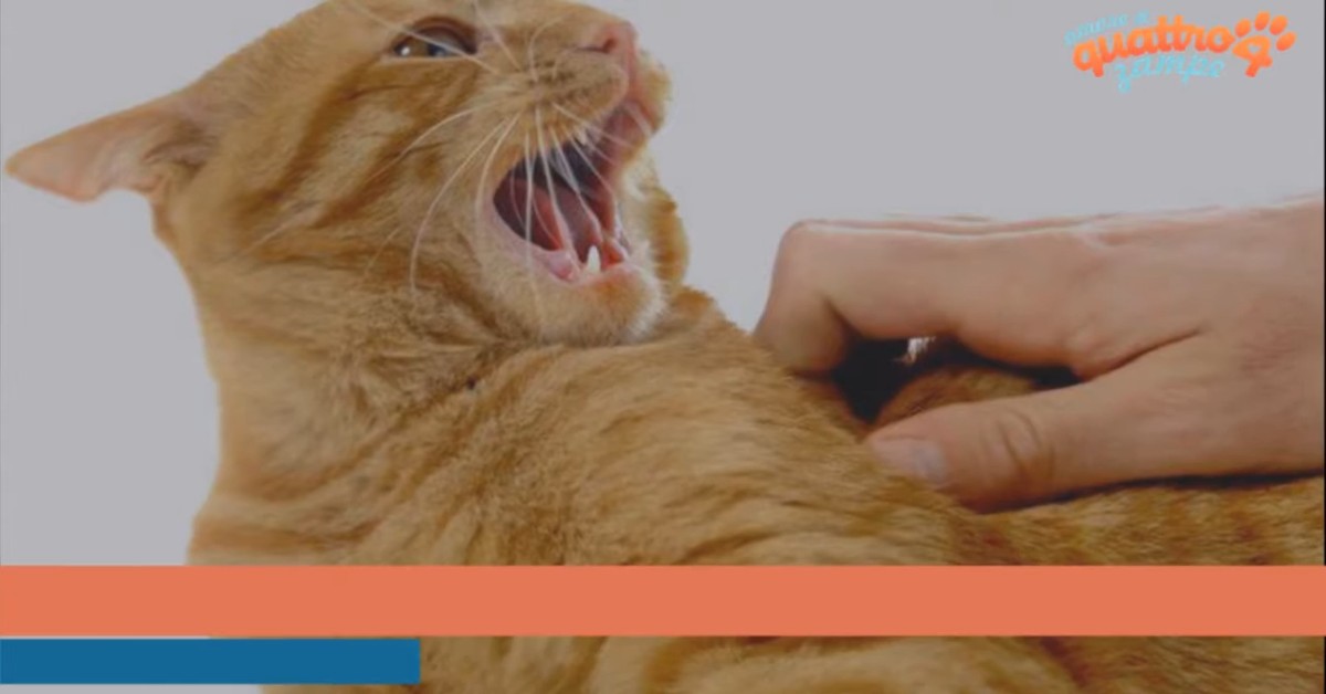 Il tuo gatto si comporta in questo modo? Ecco cosa cerca di dirti e cosa devi fare