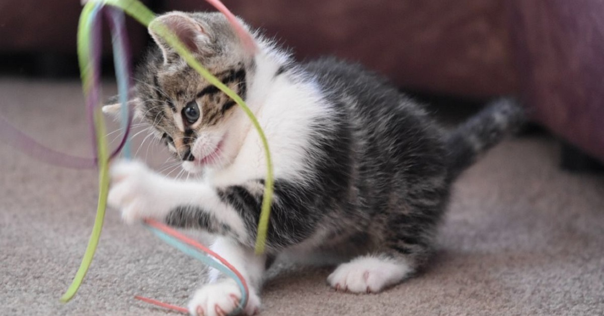 gatto che gioca con canna da pesca