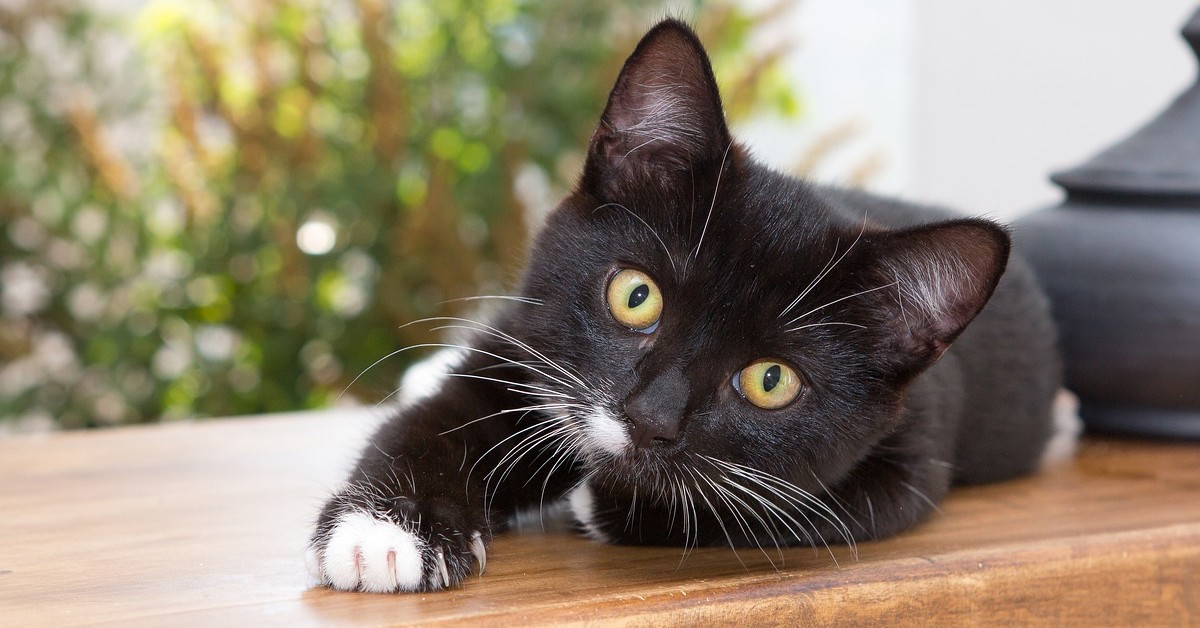 convivere con il gatto anche se sei allergico