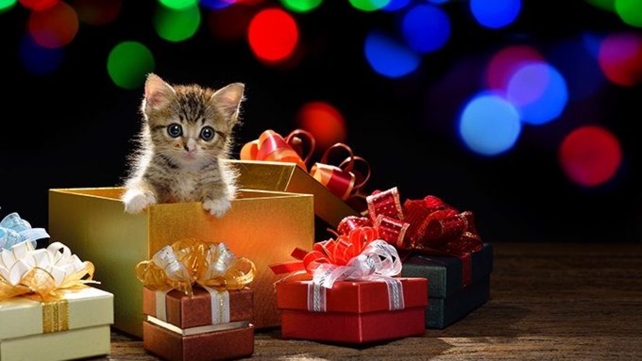 Cosa non fare con il gattino a Natale: 5 comportamenti da evitare