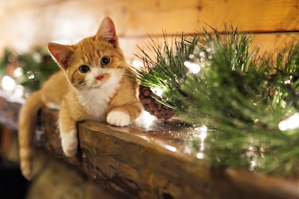 cosa non fare con il gattino a natale