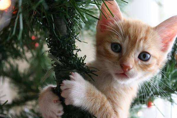 cosa non fare con il gattino a natale